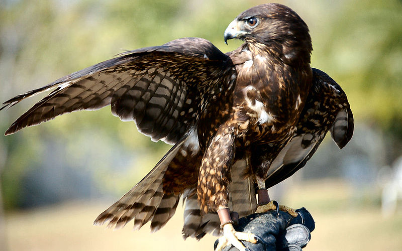 corso-falconeria-albori