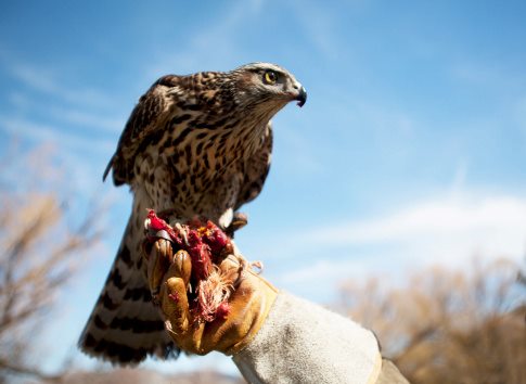 corso-falconeria