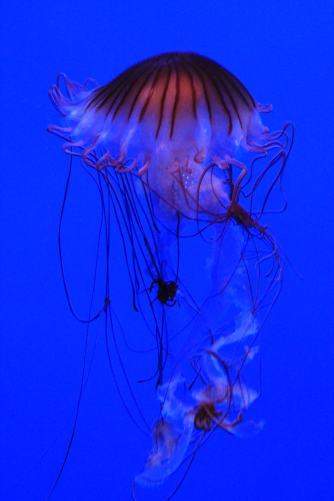 medusa-paracadute