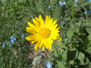 fiori gialli nel parco nazionale del gran paradiso