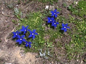 fiori blu nel parco nazionale del gran paradiso