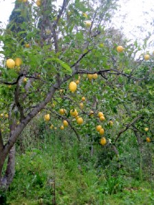 Alberi di limoni nell'oasi agrumaria