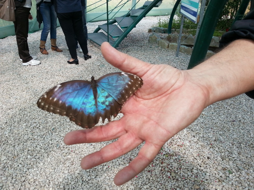 farfalla a Castelgrande