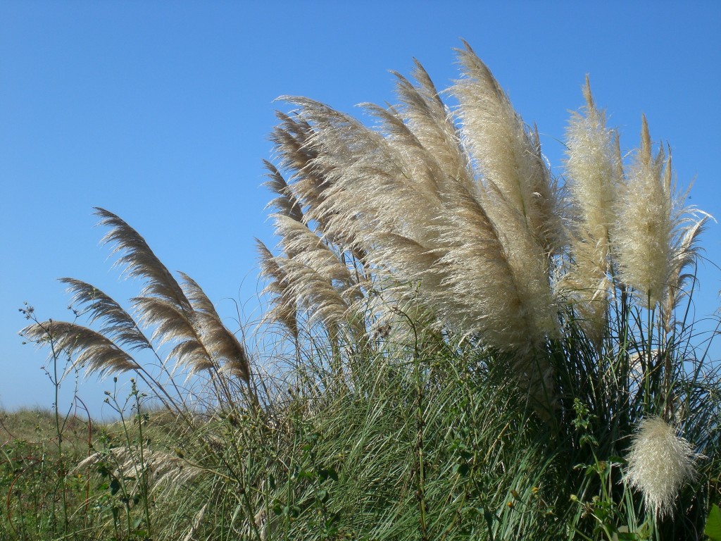 CIMG9815