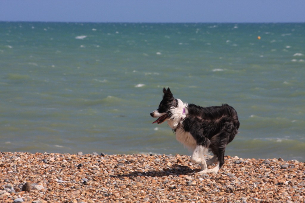 border-collie-dog_Karen Arnold