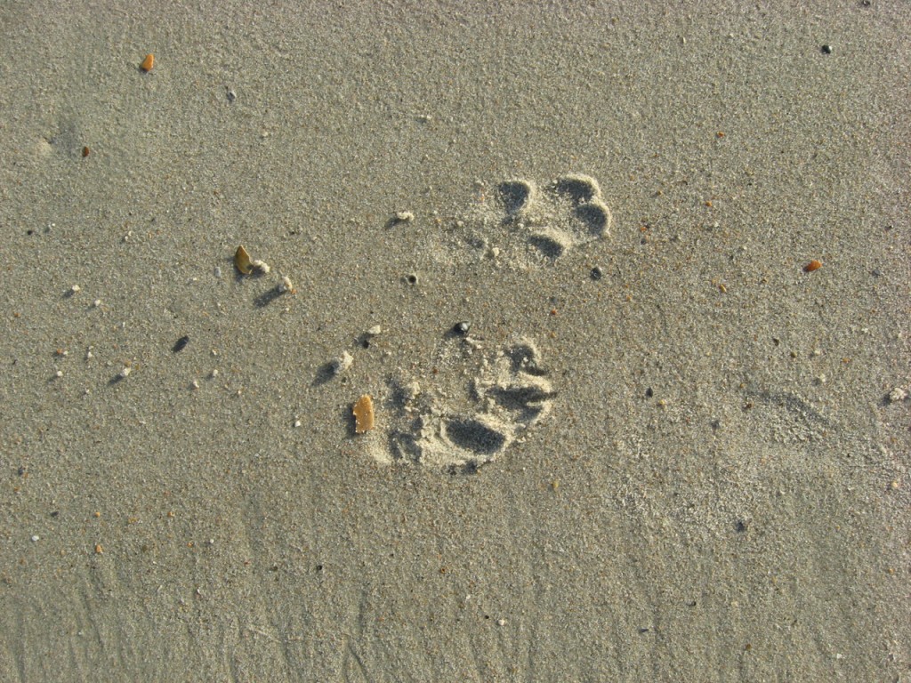 dogprints-in-sand-Leah Strickland