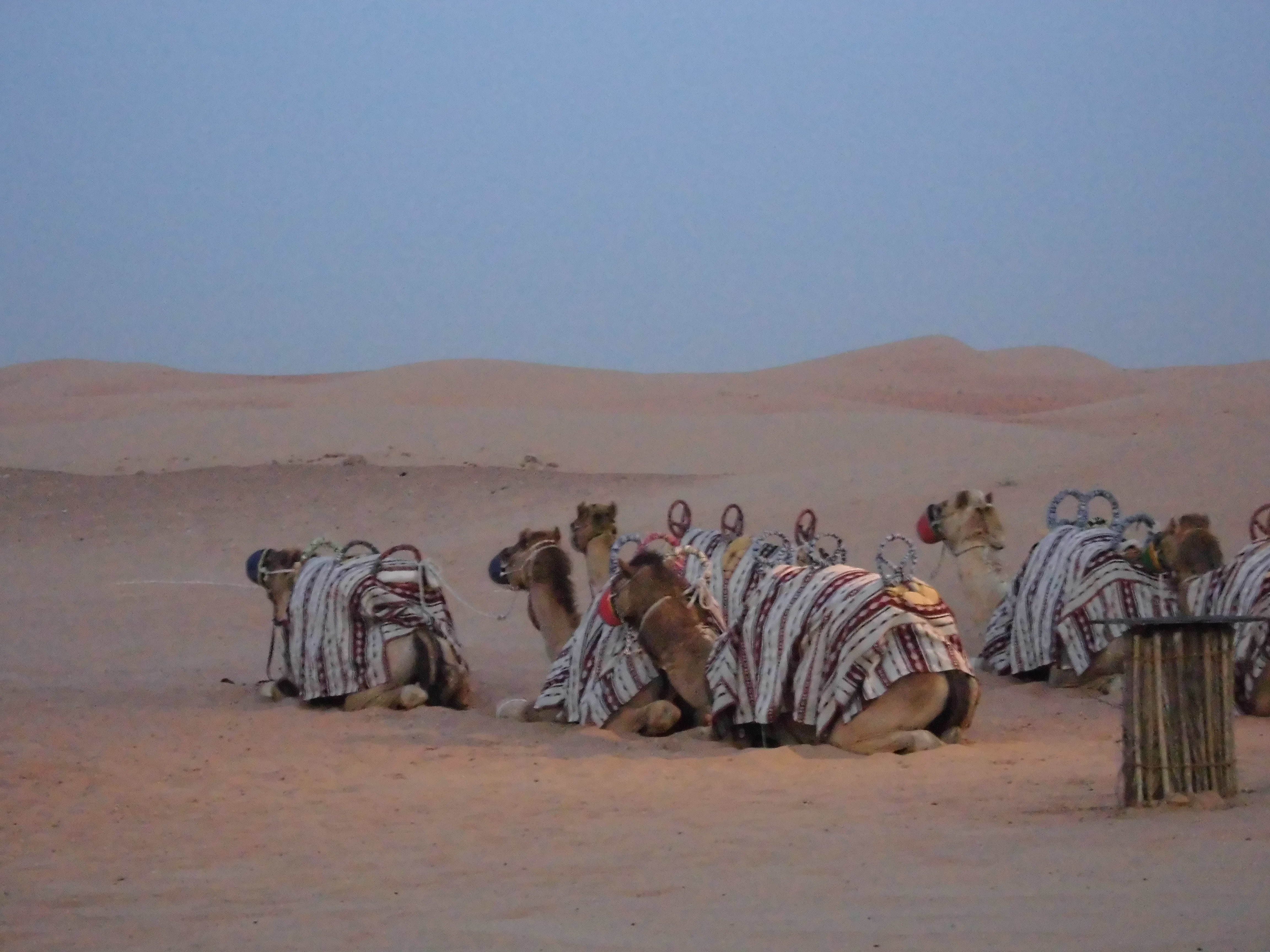 gita coi cammelli nel deserto a dubai