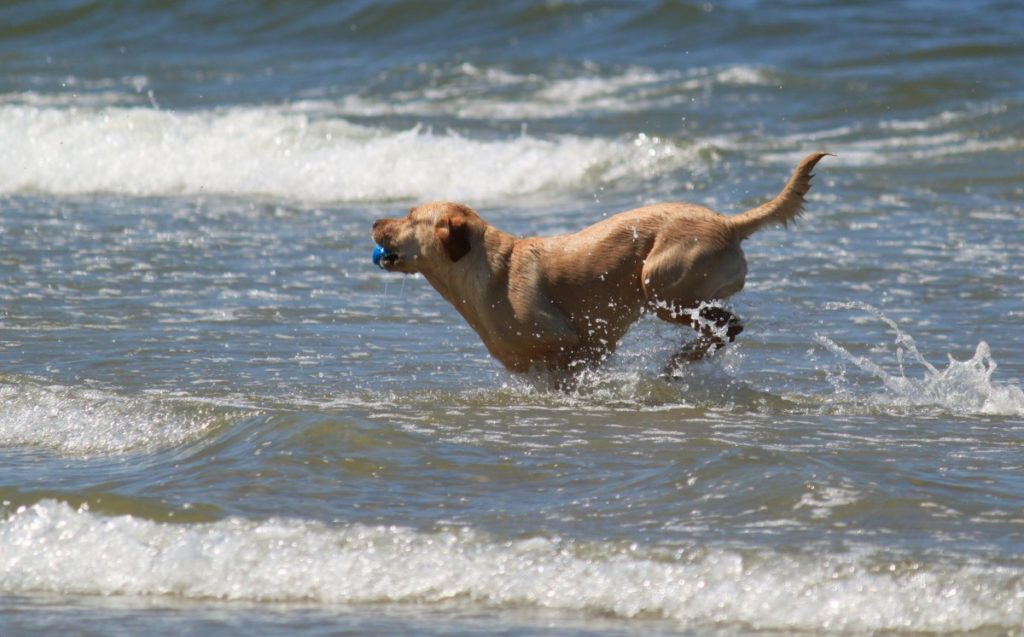 viaggiare col cane senza avere problemi