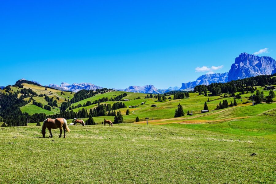 Alpe di Siusi che cosa fare e cosa vedere? Trippando Alpe di Siusi che cosa fare e cosa vedere? Trippando