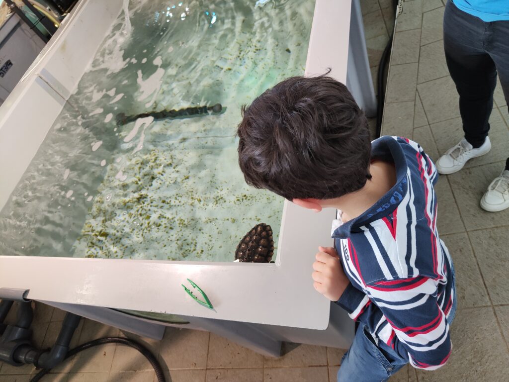 piccole tartarughe acquario di livorno